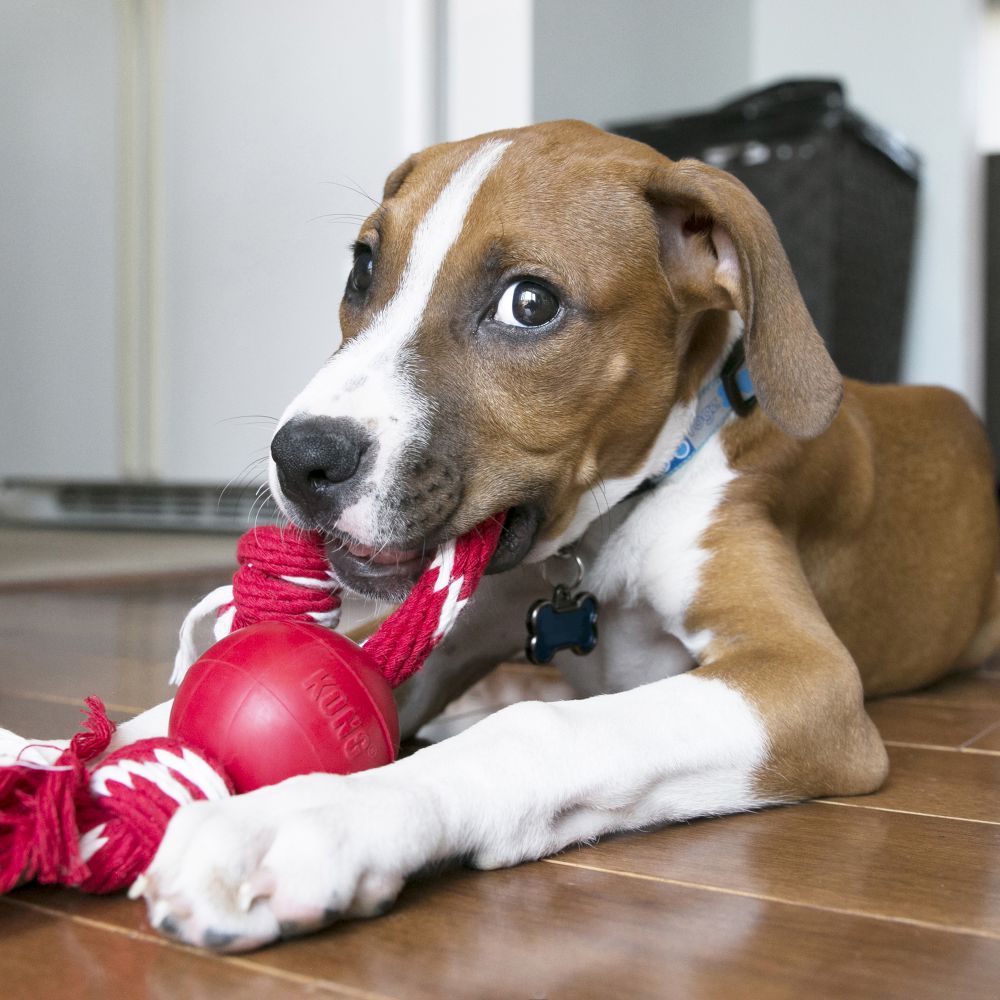 KONG Ball with Rope Dog Toy