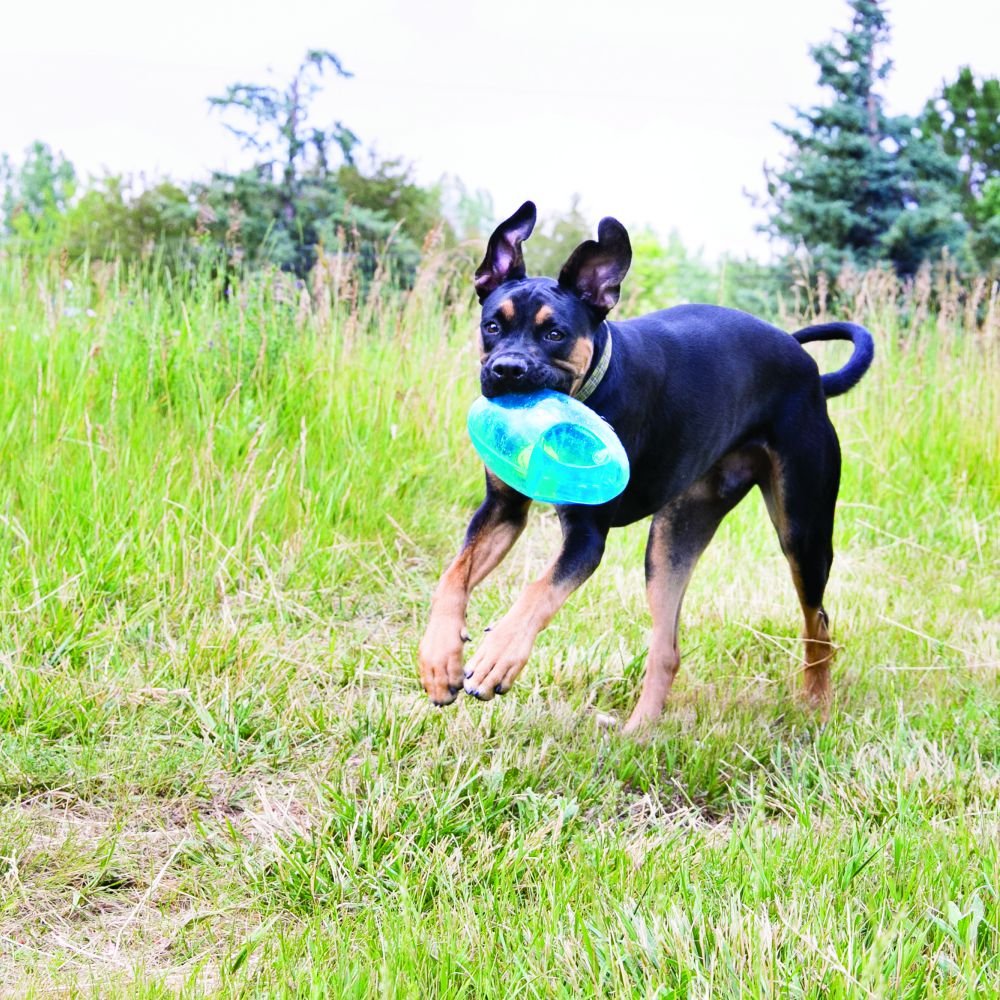 KONG Jumble American Football Dog Toy