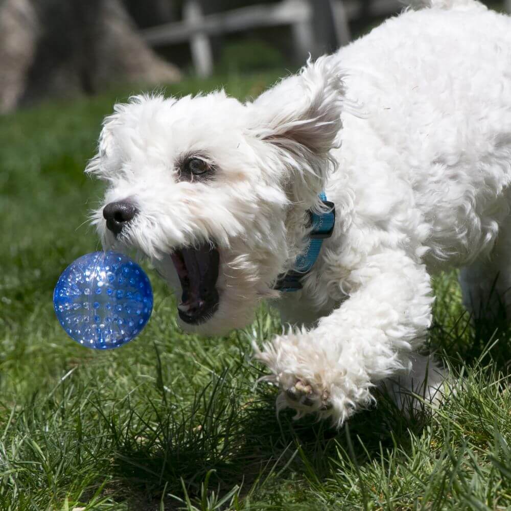 KONG Squeezz Geodz 2 Pack Assorted Balls