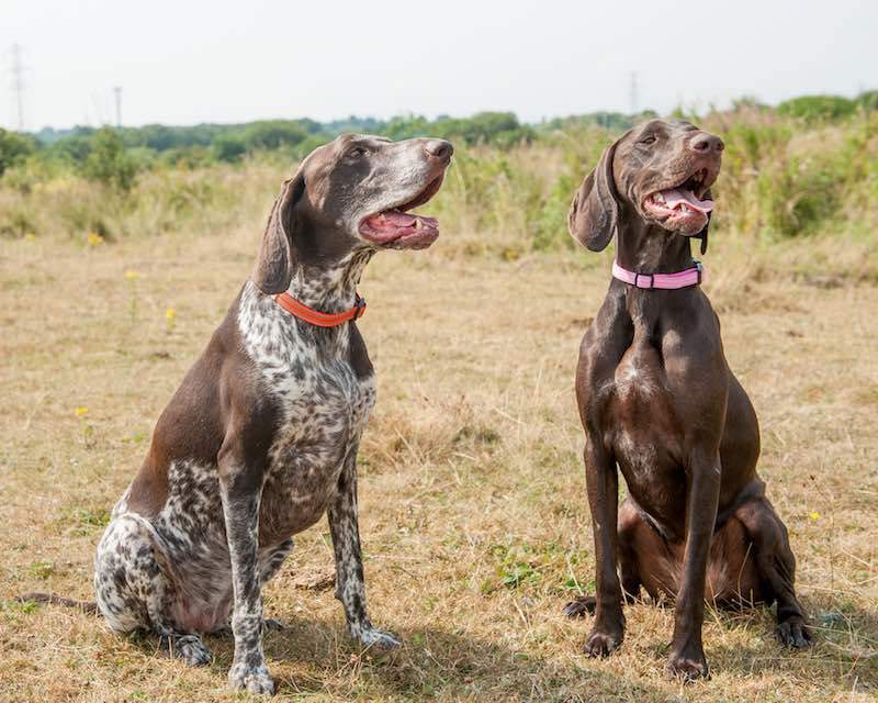 Long Paws Comfort Collection Dog Collar