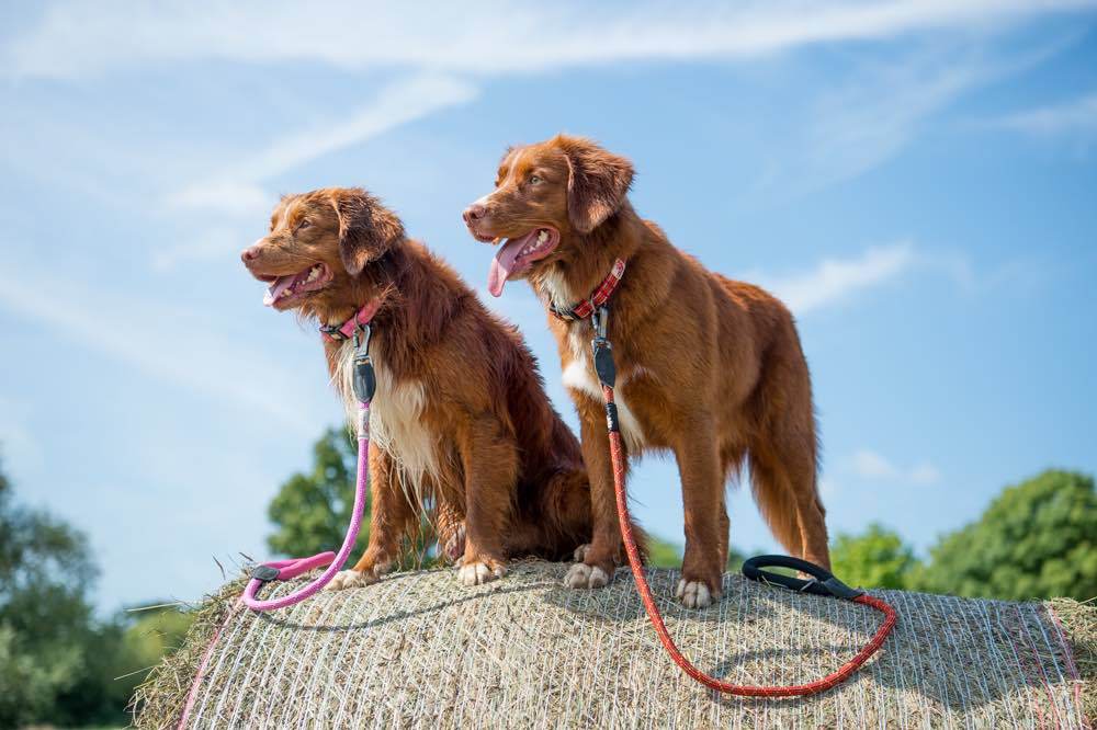 Long Paws Comfort Rope Dog Leash with Locking Click 120cm