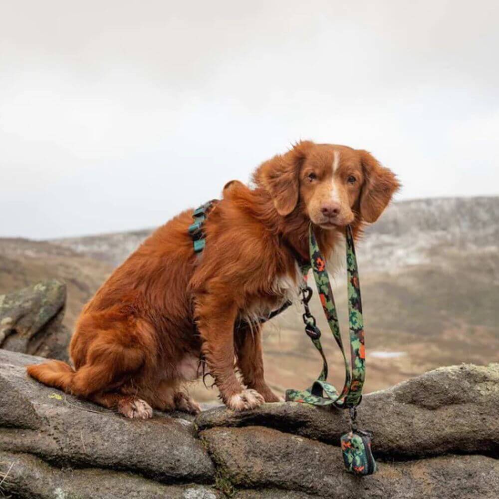 Long Paws Earth Friendly Trig Point Dog Lead