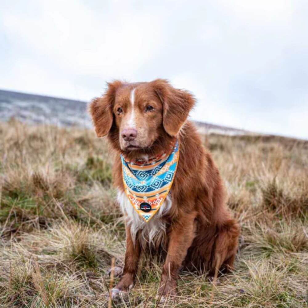 Long Paws Funk The Dog Bandana in Sunrise Blue Orange