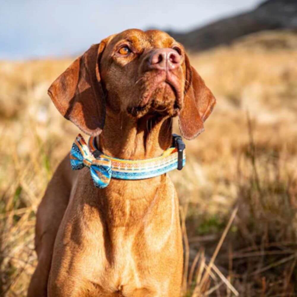 Long Paws Funk The Dog Collar in Sunrise Blue Orange