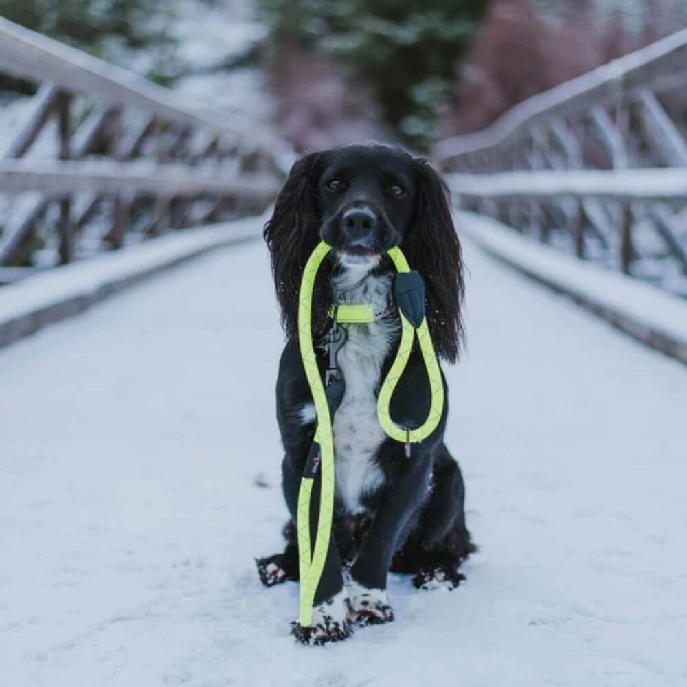 Long Paws Neon Collar & Reflective Rope Lead Dog Walking Set