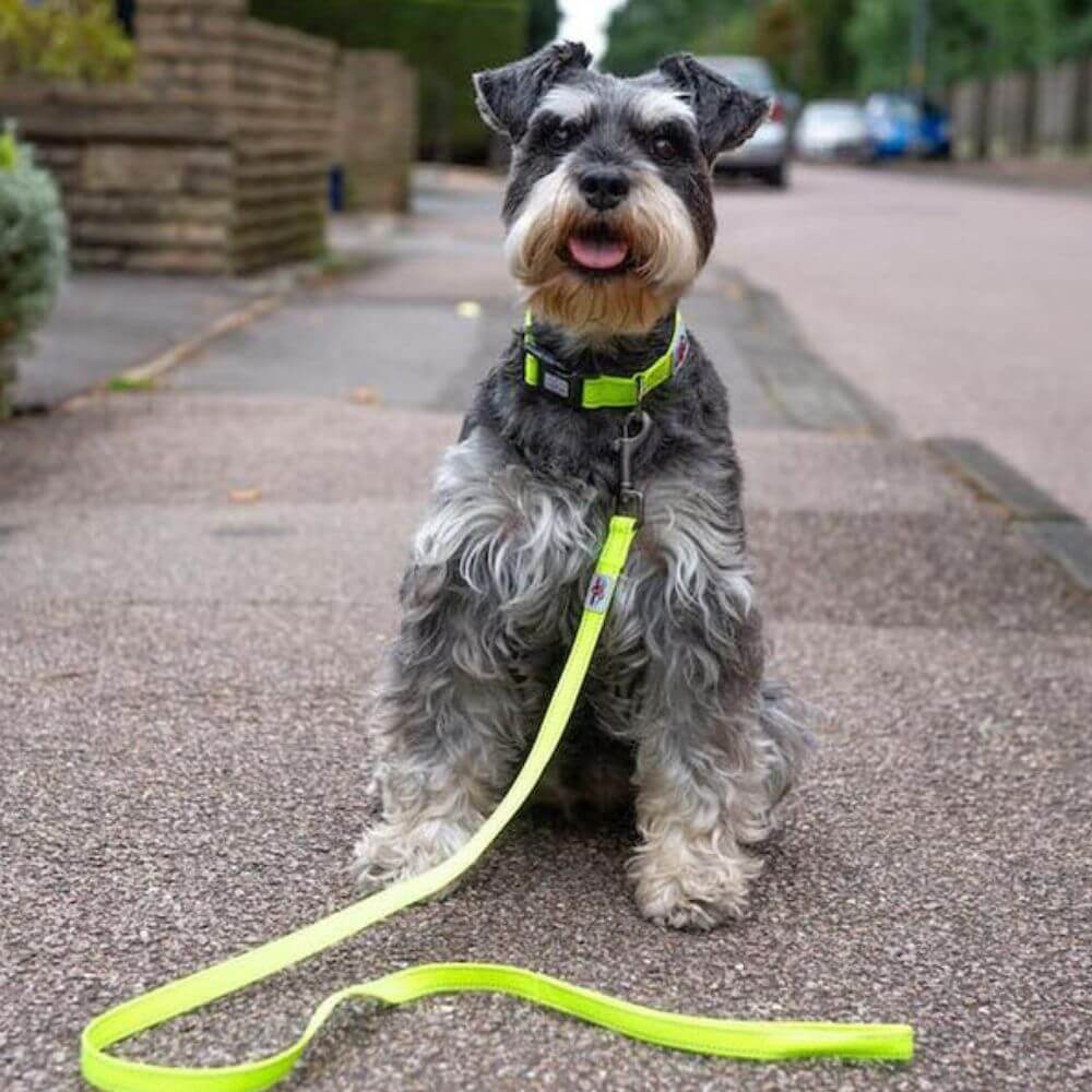 Long Paws Reflective Dog Collar & Lead Set